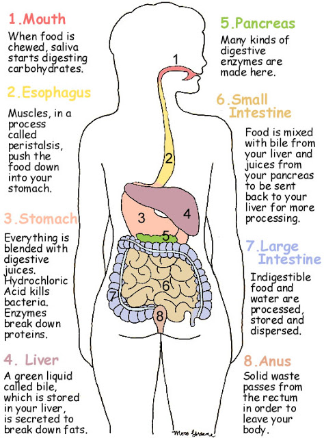 Over view of Digestive system | Science Saleem